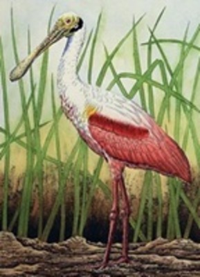 Roseate Spoonbill in Grass