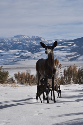 Doe and Fawns