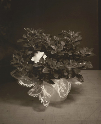 Gardenia